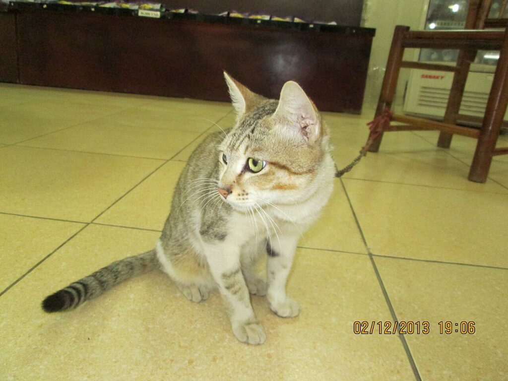 A cat in a white dinner jacket standing in front of a mirror