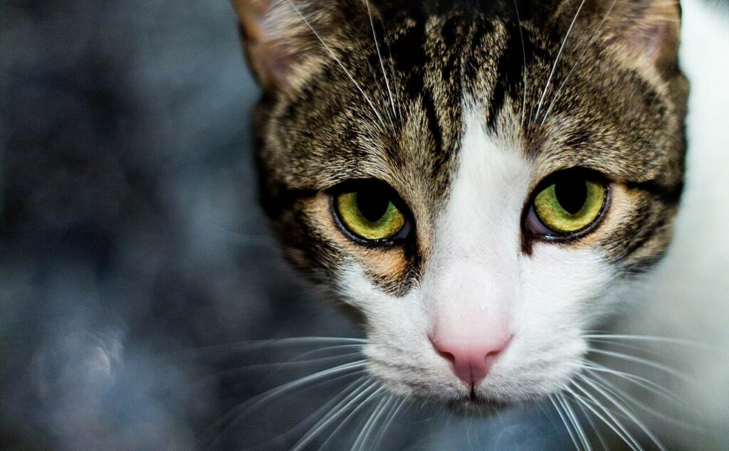 A cat with lace caught around its whiskers sitting beside a bouquet