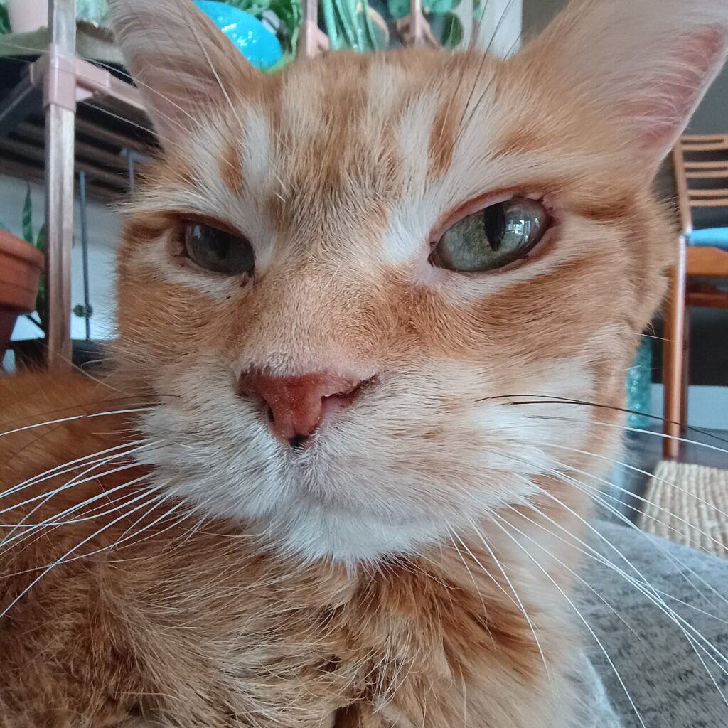 A cat in a navy waistcoat sitting upright on a veterinary waiting room bench