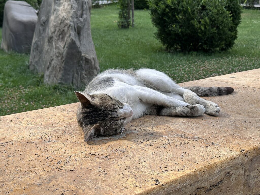 A grey cat in a green velvet suit sitting almost invisible on a green armchair
