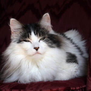 Photo of a cat for Cummerbund, Red Silk
