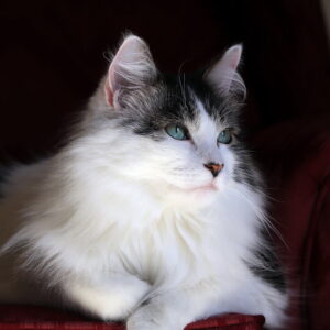 Photo of a cat for Cravat, Paisley