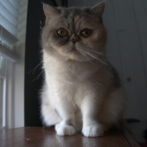 Photo of a cat for Monocle, No Lens