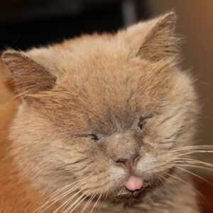 Photo of a cat for Velvet Pocket Square