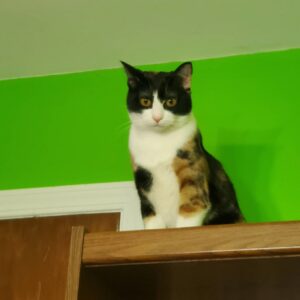 Photo of a cat for Waistcoat, Tweed