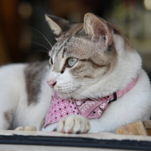 Photo of a cat for Collar with Bell, Gold Plated