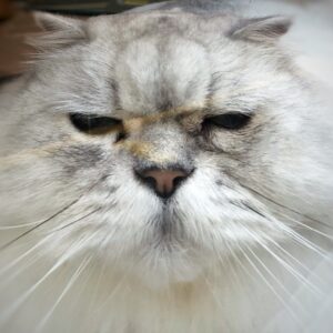 Photo of a cat for Cufflinks, Tiny Fish