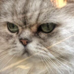 Photo of a cat for Evening Gown, Floor Length